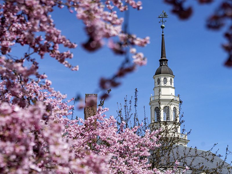The Miller Library bell tower is surrounded by blossoms