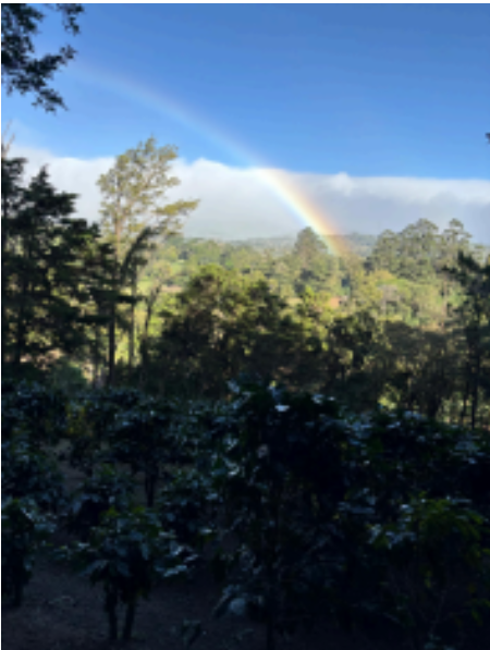 Lush green landscape with coffee plants and a vibrant rainbow arching over the trees against a blue sky.